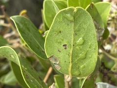 Arctostaphylos insularis