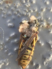 Vespula pensylvanica