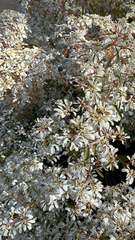 Tidestromia lanuginosa