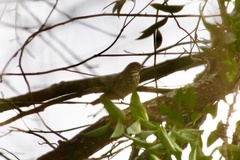 Hylocichla mustelina