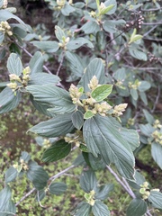 Ceanothus arboreus