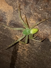 Araneus uniformis