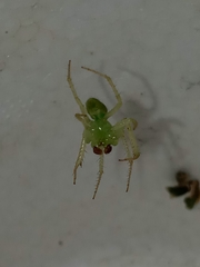 Araneus uniformis