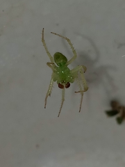 Araneus uniformis