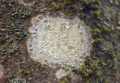Lecanora symmicta