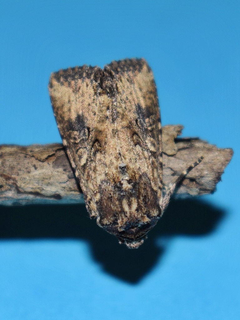 Micragrotis puncticostata
