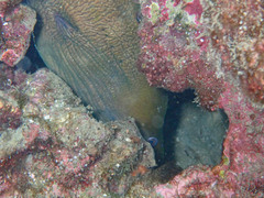 Gymnothorax castaneus