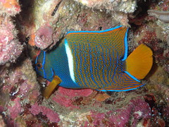 Holacanthus passer