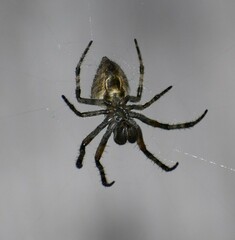 Eriophora edax