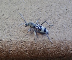 Chlorophorus macaumensis