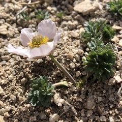 Ranunculus andersonii