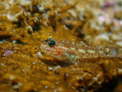 Coryphopterus urospilus