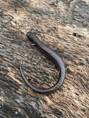 Batrachoseps pacificus