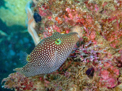 Canthigaster punctatissima