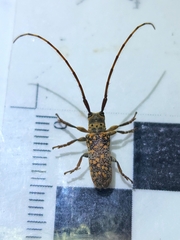 Oncideres schreiteri