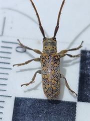 Oncideres schreiteri