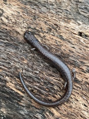 Batrachoseps pacificus