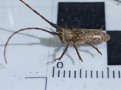 Oncideres schreiteri