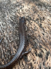 Batrachoseps pacificus