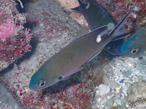 Scissortail Chromis
