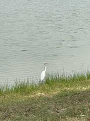 Ardea intermedia intermedia