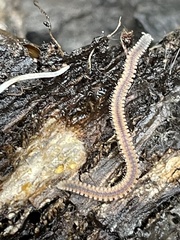 Gosodesmus claremontus