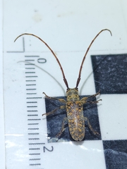 Oncideres schreiteri