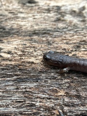 Batrachoseps pacificus