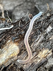 Gosodesmus claremontus