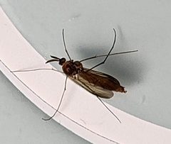 Keroplatidae