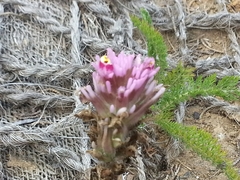 Orobanchaceae