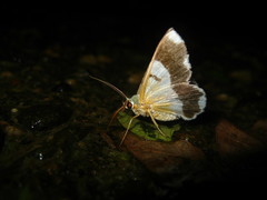 Pingasa ruginaria pacifica