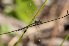 Miniargiolestes minimus