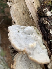 Trametes gibbosa