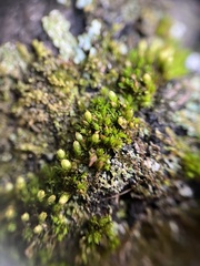 Orthotrichum