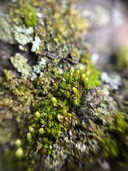 Orthotrichum