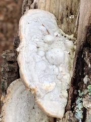 Trametes gibbosa