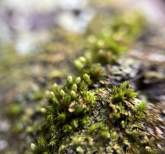 Orthotrichum