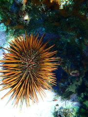 Heliocidaris tuberculata