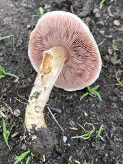 Agaricus kerriganii