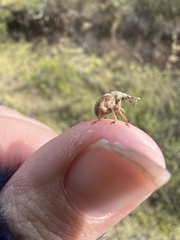 Attelabidae