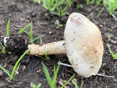 Agaricus kerriganii