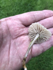 Marasmius albogriseus