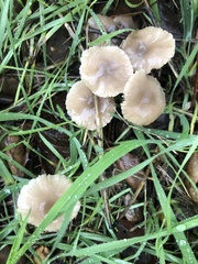 Marasmius albogriseus