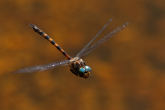 Hesperocordulia berthoudi