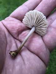 Marasmius albogriseus