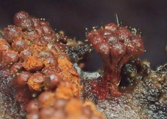 Metatrichia