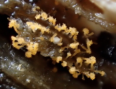Stigmatella