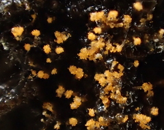 Stigmatella