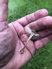 Marasmius albogriseus